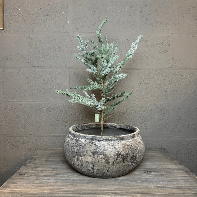 BRYNXZ Ceder boompje – 80 cm