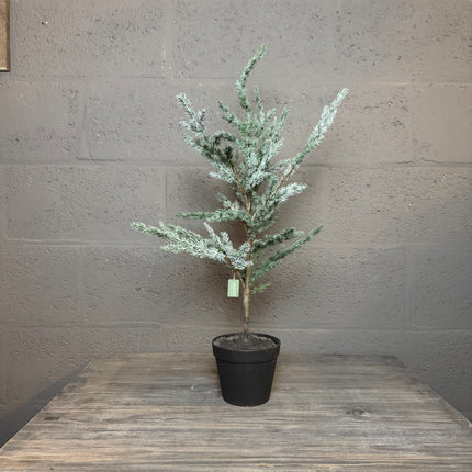 BRYNXZ Ceder boompje – 80 cm